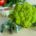 Bio Romanesco Bauernhof, Kiste (8-11Stck.)