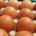 eier online kaufen