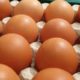 eier online kaufen