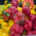 Paprika, Klasse 2, gelb, Bauernhof (7,5 Kg)