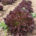 Frisee Salat rot, Bauernhof (10 Stck.)