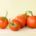 Bio Strauchtomaten (Kg)