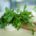 Rucola (125g Schale)