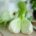 Bio Fenchel (Kg)
