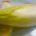 Chicoree, Kiste (5 Kg)