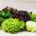 Mischsalat (1 Kg-Beutel)