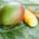 Mango (Stck.)
