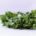 Rucola 10er (10 Bunde)