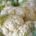 Blumenkohl  (8 Stck.) Bio